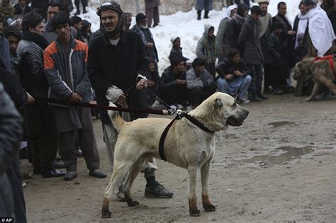 afghanistan fighting dog breeds.